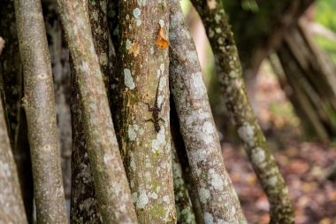 bir ağaç üzerinde küçük kertenkele