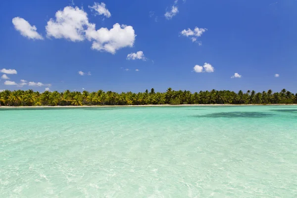 Φοίνικες Στην Παραλία Λευκή Άμμο Στην Καραϊβική Θάλασσα Σαόνα Δομινικανή — Φωτογραφία Αρχείου