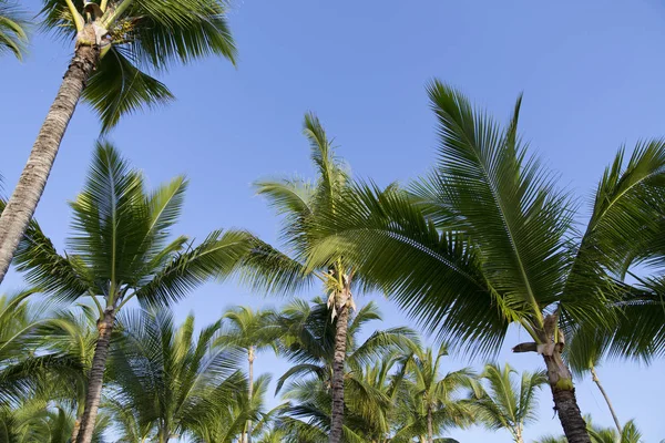 Coco Palmeiras Praia Areia Branca Mar Caribe Ilha Saona República — Fotografia de Stock