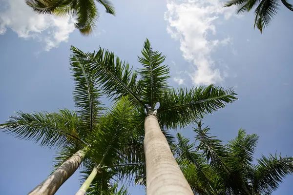 Palmy Kokosowe Piaszczystej Plaży Morze Karaibskie Saonę Dominikana — Zdjęcie stockowe