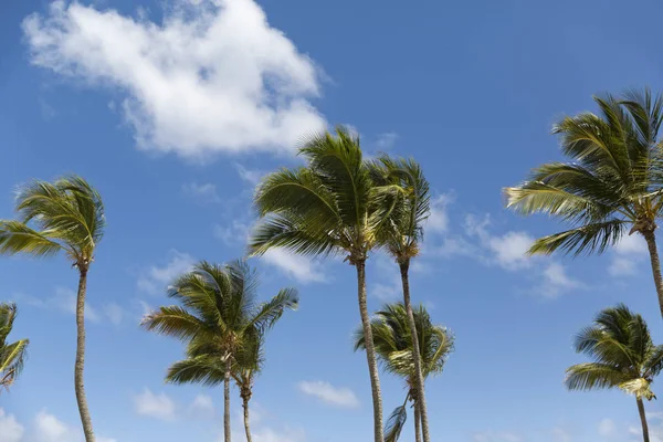 Palmy Kokosowe Piaszczystej Plaży Morze Karaibskie Saonę Dominikana — Zdjęcie stockowe
