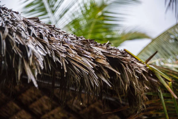 Кокосових Пальм Білому Піщаному Пляжі Карибському Морі Острова Саона Домініканська — стокове фото