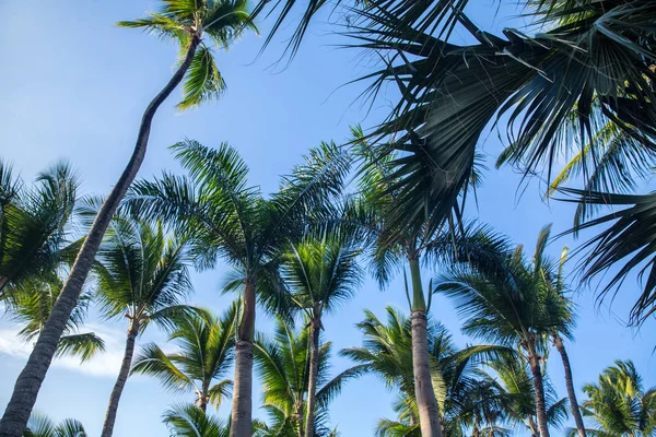 Кокосових Пальм Білому Піщаному Пляжі Карибському Морі Острова Саона Домініканська — стокове фото