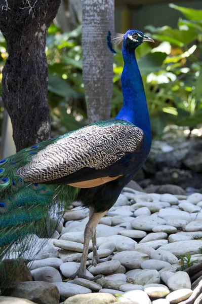 Amazing Bright Peacock Dominican Republic — Stock Photo, Image