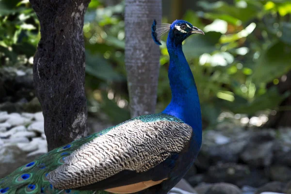 Amazing Bright Peacock Dominican Republic — Stock Photo, Image
