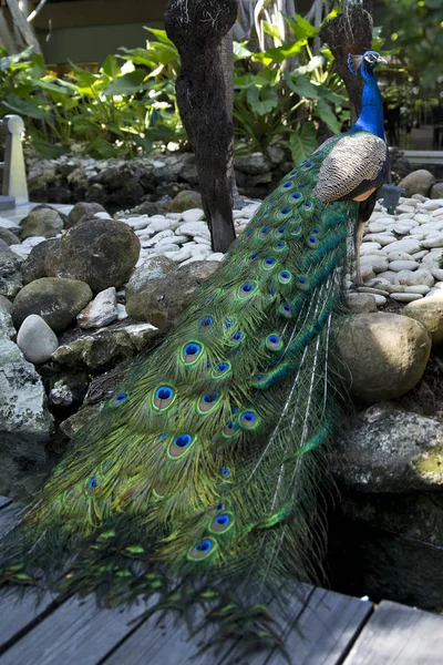 Amazing Bright Peacock Dominican Republic — Stock Photo, Image