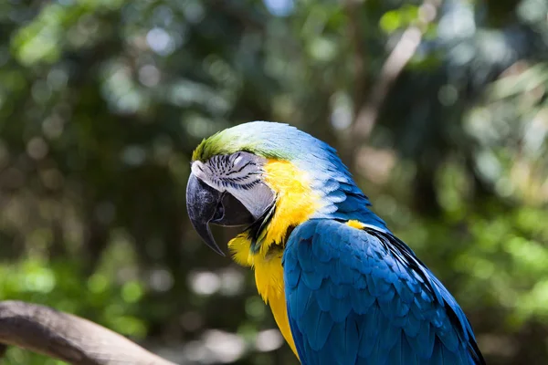 Perroquets Tropicaux Drôles République Dominicaine — Photo