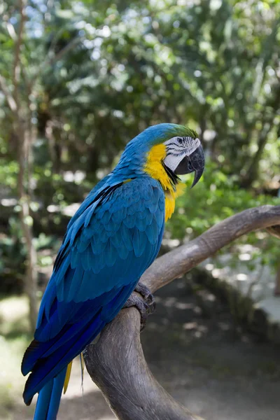 Смішні Тропічних Папуг Домініканська Республіка — стокове фото