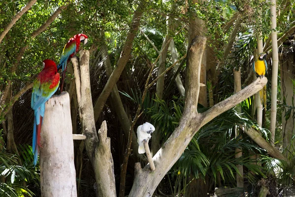 Papagaios Tropicais Engraçados República Dominicana — Fotografia de Stock