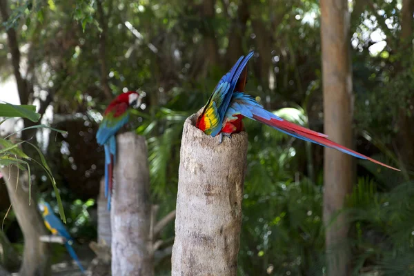 Vicces Trópusi Papagájok Dominikai Köztársaság — Stock Fotó
