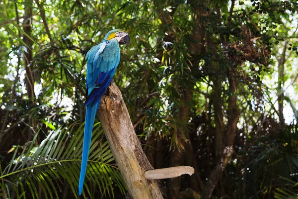 Смішні Тропічних Папуг Домініканська Республіка — стокове фото