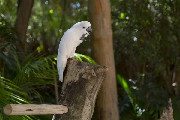 Grappige Tropische Papegaaien Dominicaanse Republiek — Stockfoto