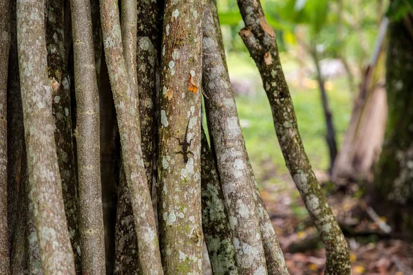 Kleine Eidechse Auf Einem Baum — Stockfoto