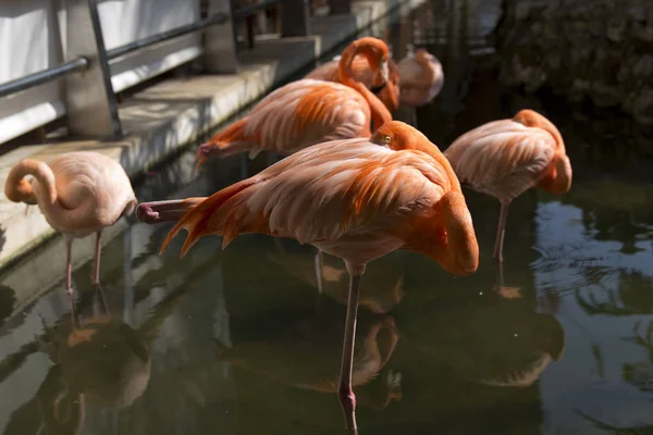 Beautiful Pink Flamingos Dominican Republic — Stock Photo, Image
