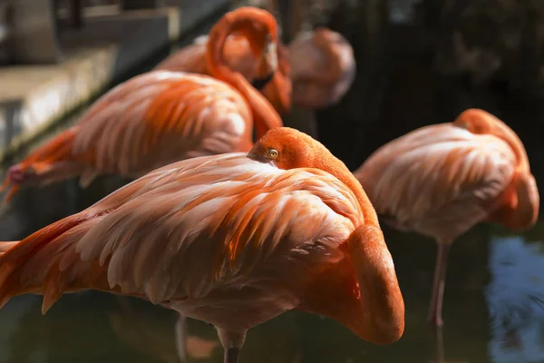 Beautiful Pink Flamingos Dominican Republic — Stock Photo, Image