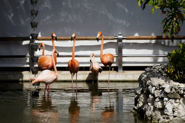 Beautiful Pink Flamingos Dominican Republic — Stock Photo, Image