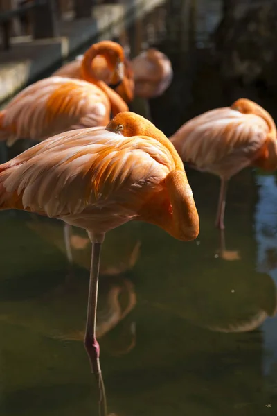 Mooie Roze Flamingo Dominicaanse Republiek — Stockfoto