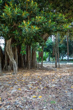 Güzel güneşli Palermo, Sicilya, İtalya