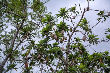 Pitoresk bitki örtüsü, Dominik Cumhuriyeti