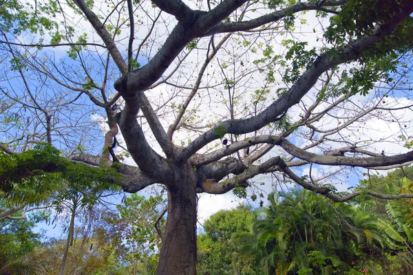 Végétation Pittoresque République Dominicaine — Photo