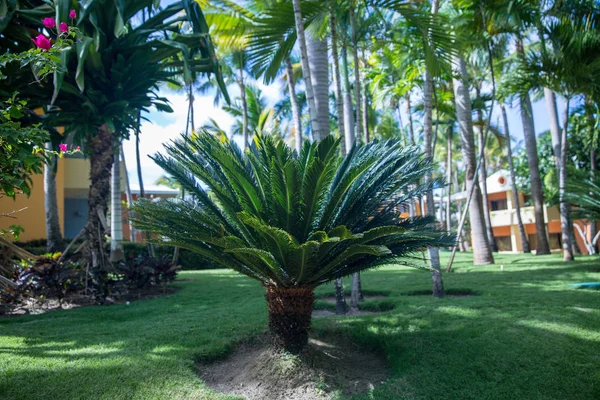 风景如画的植被 多米尼加共和国 — 图库照片