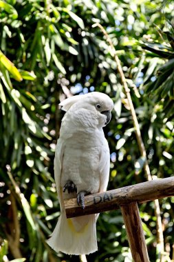 Amazon papağanı orman karşı renkli portresi. Yeşil arka plan üzerinde vahşi papağan baş yan görünüm. Yaban hayatı ve yağmur ormanı egzotik tropik kuş.