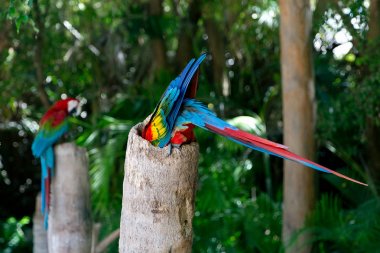 Amazon papağanı orman karşı renkli portresi. Yeşil arka plan üzerinde vahşi papağan baş yan görünüm. Yaban hayatı ve yağmur ormanı egzotik tropik kuş.