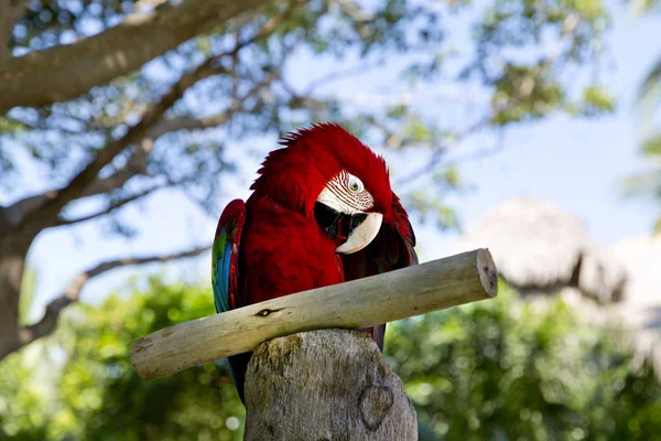 Барвисті Портрет Amazon Папуга Проти Джунглі Боковим Видом Диких Папуга — стокове фото