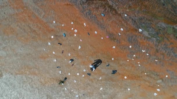 Luftaufnahme von einem Mann, der Plastikmüll am Ufer des verschmutzten Flusses sammelt — Stockvideo