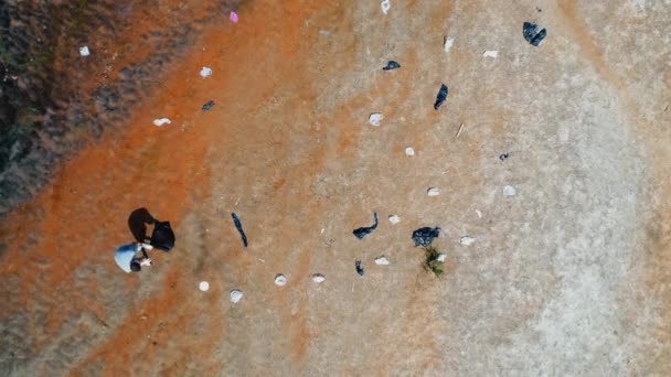 Vista aerea dall'alto dell'uomo che raccoglie rifiuti di plastica sulle rive del fiume inquinato — Video Stock