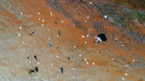 Вид сверху с воздуха на человека, который собирает пластиковый мусор на берегу загрязненной реки — стоковое видео