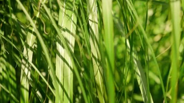 Closeup of beautiful green tropical leaves in the jungle — Stock Video