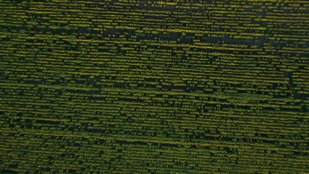 Vista aérea superior de um belo campo de girassóis ao nascer do sol — Vídeo de Stock