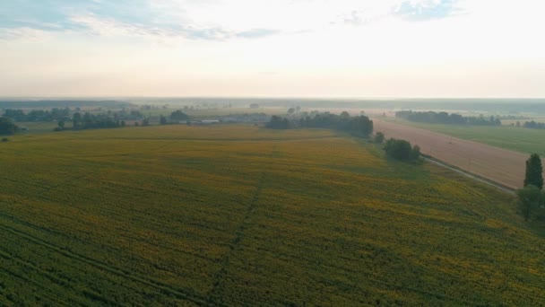 Luftaufnahme eines schönen Sonnenblumenfeldes bei Sonnenaufgang — Stockvideo