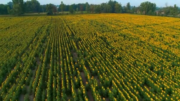 Вид с воздуха на красивое поле подсолнухов на восходе солнца — стоковое видео