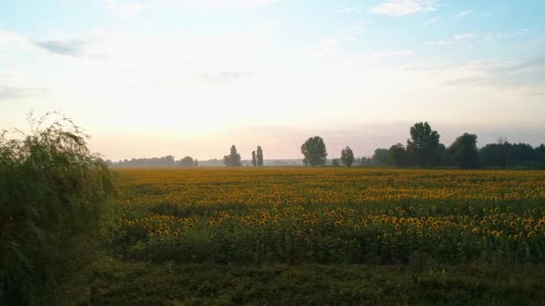 Luchtfoto van een prachtig veld van zonnebloemen bij zonsopgang — Stockvideo