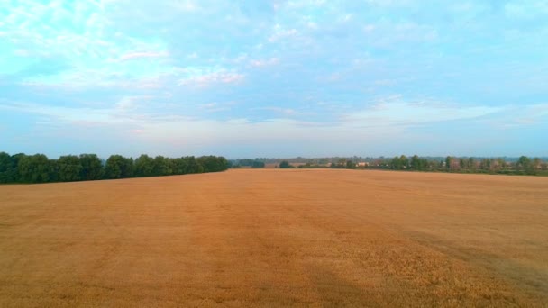 O drone voa sobre um campo com trigo ao nascer do sol. Vista aérea — Vídeo de Stock