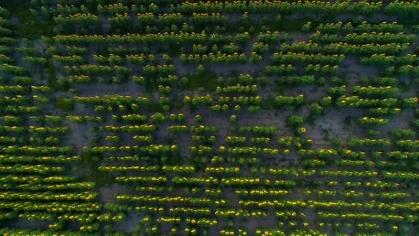 Bovenaanzicht vanuit de lucht van een prachtig veld van zonnebloemen bij zonsopgang — Stockvideo