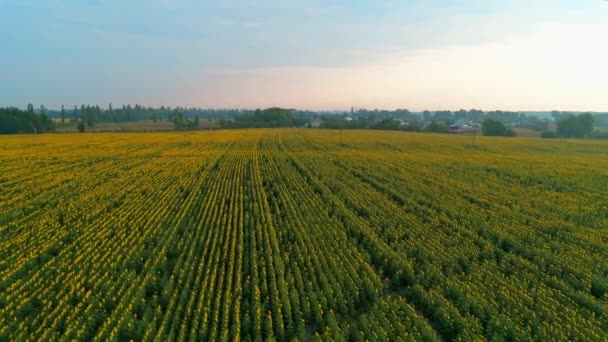Вид с воздуха на красивое поле подсолнухов на восходе солнца — стоковое видео