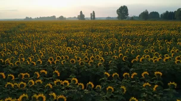 Vue aérienne d'un beau champ de tournesols au lever du soleil — Video