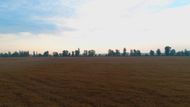 Dron przelatuje nad polem pszenicy o wschodzie słońca. Widok z lotu ptaka — Wideo stockowe