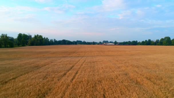 Drone survole un beau champ avec du blé au lever du soleil. Vue aérienne 