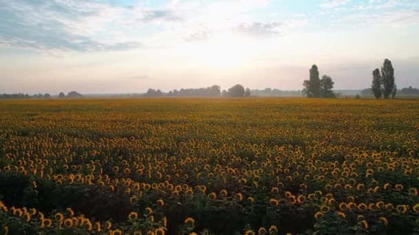 Gün doğumunda güzel bir ayçiçeği tarlasının havadan görünüşü — Stok video