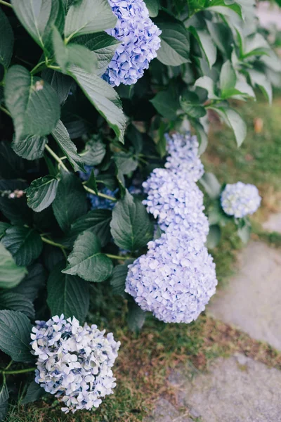 Blooming lilac flowers at garden alley