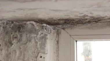 Daire, siyah, Bina, soğuk, nem, rutubet, kirli, çerçeve, mantar, mantar, mantar, ev, ev, konut, nem oranı, kapalı, kapalı, enfeksiyon, mikroorganizmalar, nem, kalıp, kalıp, küflü, çamur, Oda, sporlar, sağlıksız, duvarlar, duvarlar, ıslak, ıslaklık,