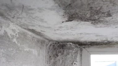 Bodrum katında büyüyen kalıp