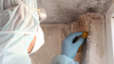 Temizlik Hizmetleri kalıp. Kalıp profesyonel antimikrobiyal kimyasal lekeleri kalıp ve kalıp temizlemek için kullanıyor