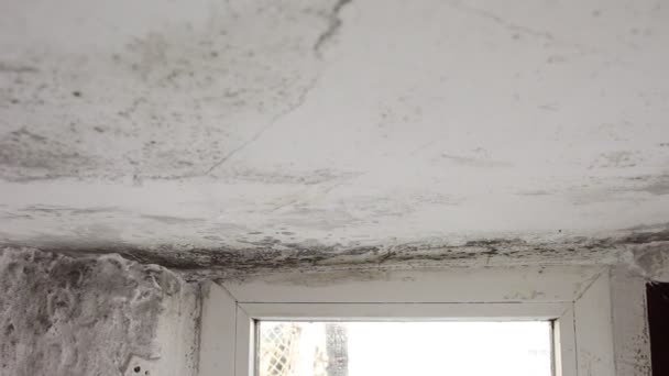 Mold Colonies Growing Ceilings — Stock Video