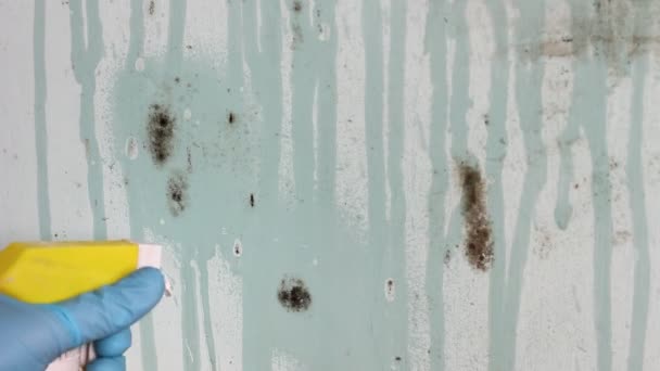 Pulverizador Molde Black Mold Clean Molde Removedor Mofo Assassino Limpador — Vídeo de Stock