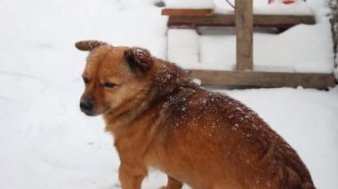 Kışın titreyen sokak köpeği. Köpek soğuktur